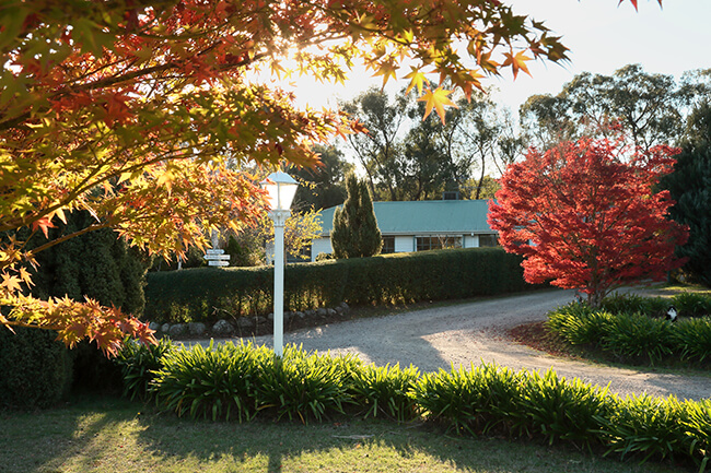 White Rose Cottage among autumn maples at golden hour.