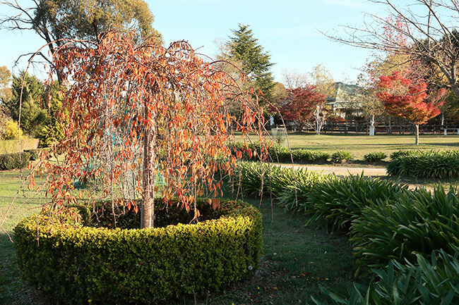 A weeping cherry in the garden, autumn colour.