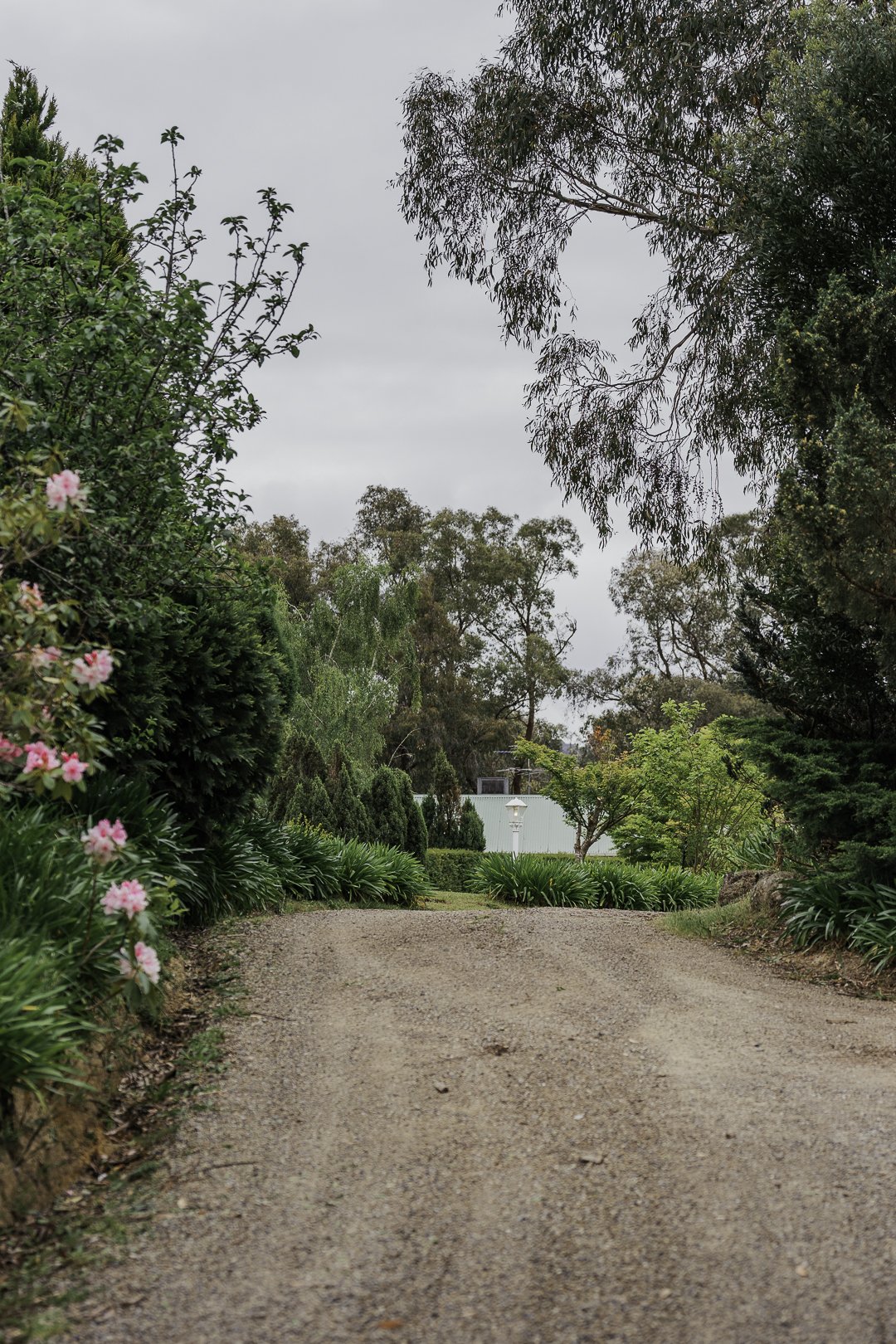 The driveway curving home through old gum trees.