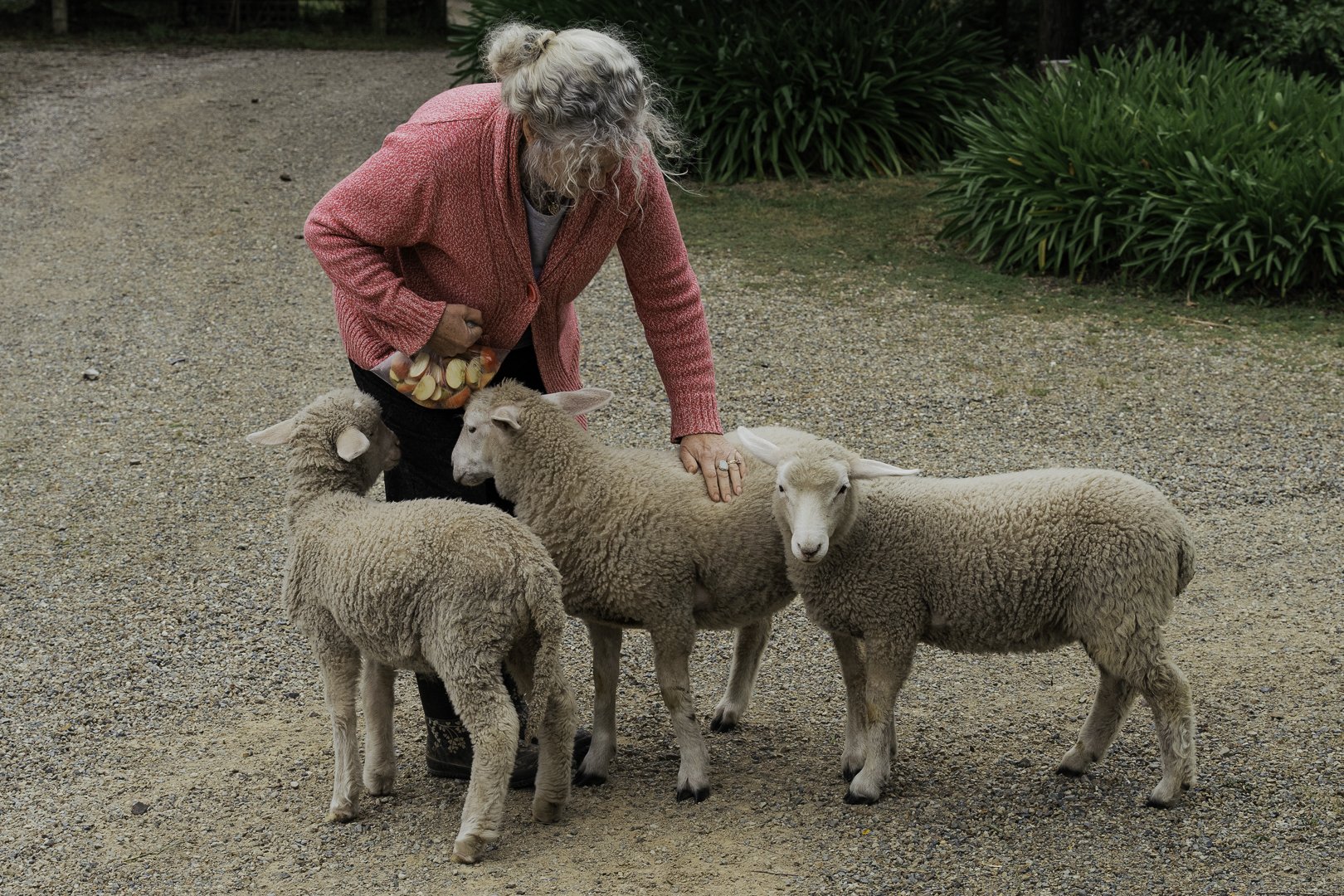 Elizabeth feeding the lambs on a quiet morning.