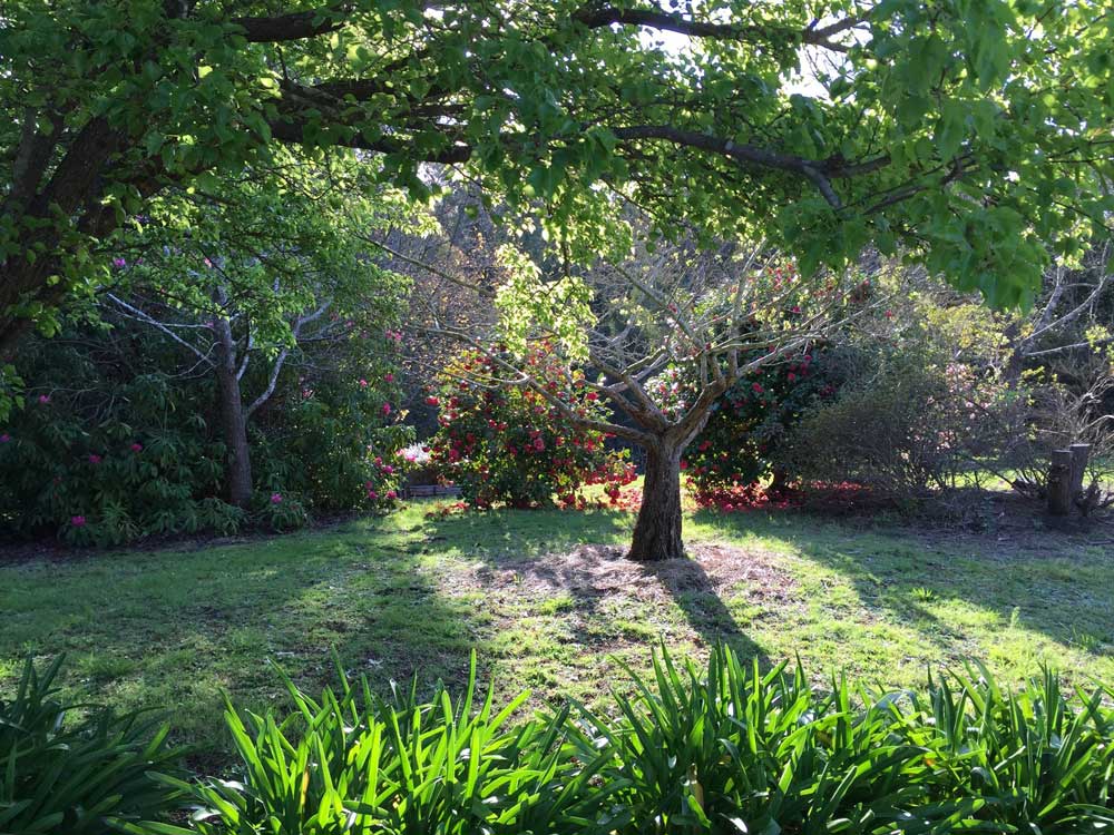 Late afternoon light over the food forest.