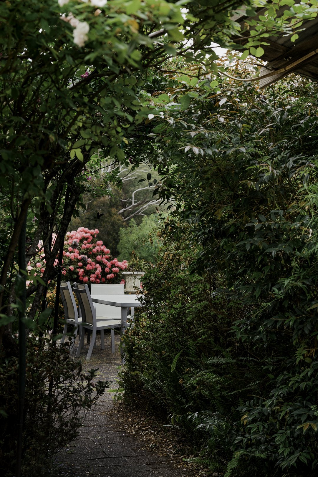 A garden chair glimpsed through the rhododendrons.